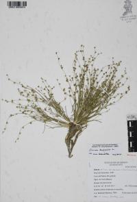 Juncus bufonius image